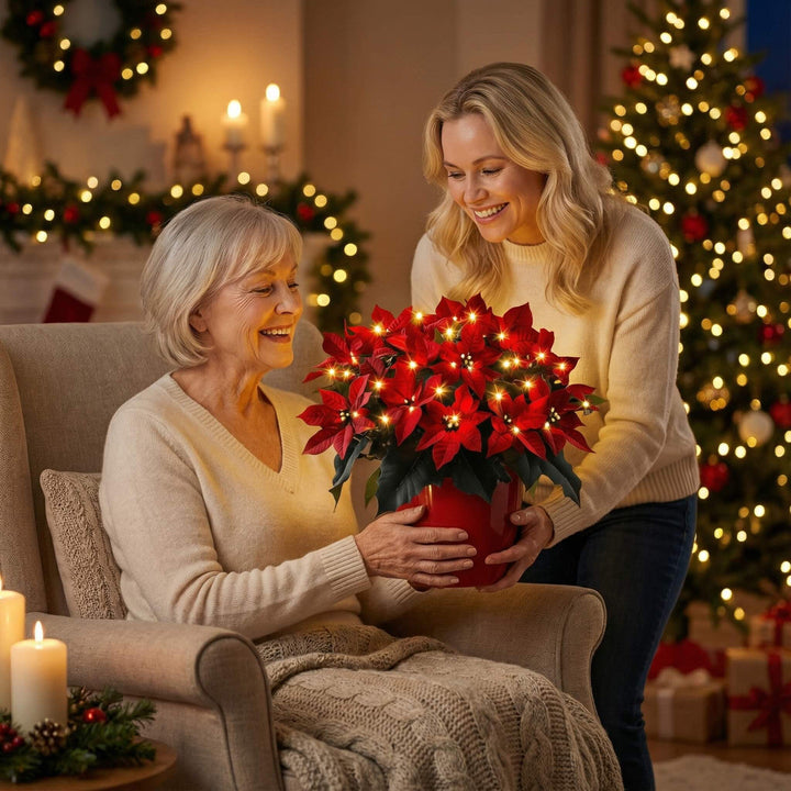 Étoile de Noël Rubis Rayonnante