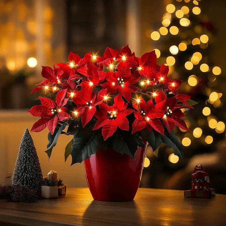 Étoile de Noël Rubis Rayonnante